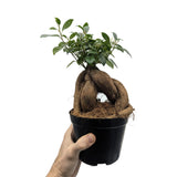 Ficus microcarpa Ginseng | Bonsai Ficus Leaf Culture