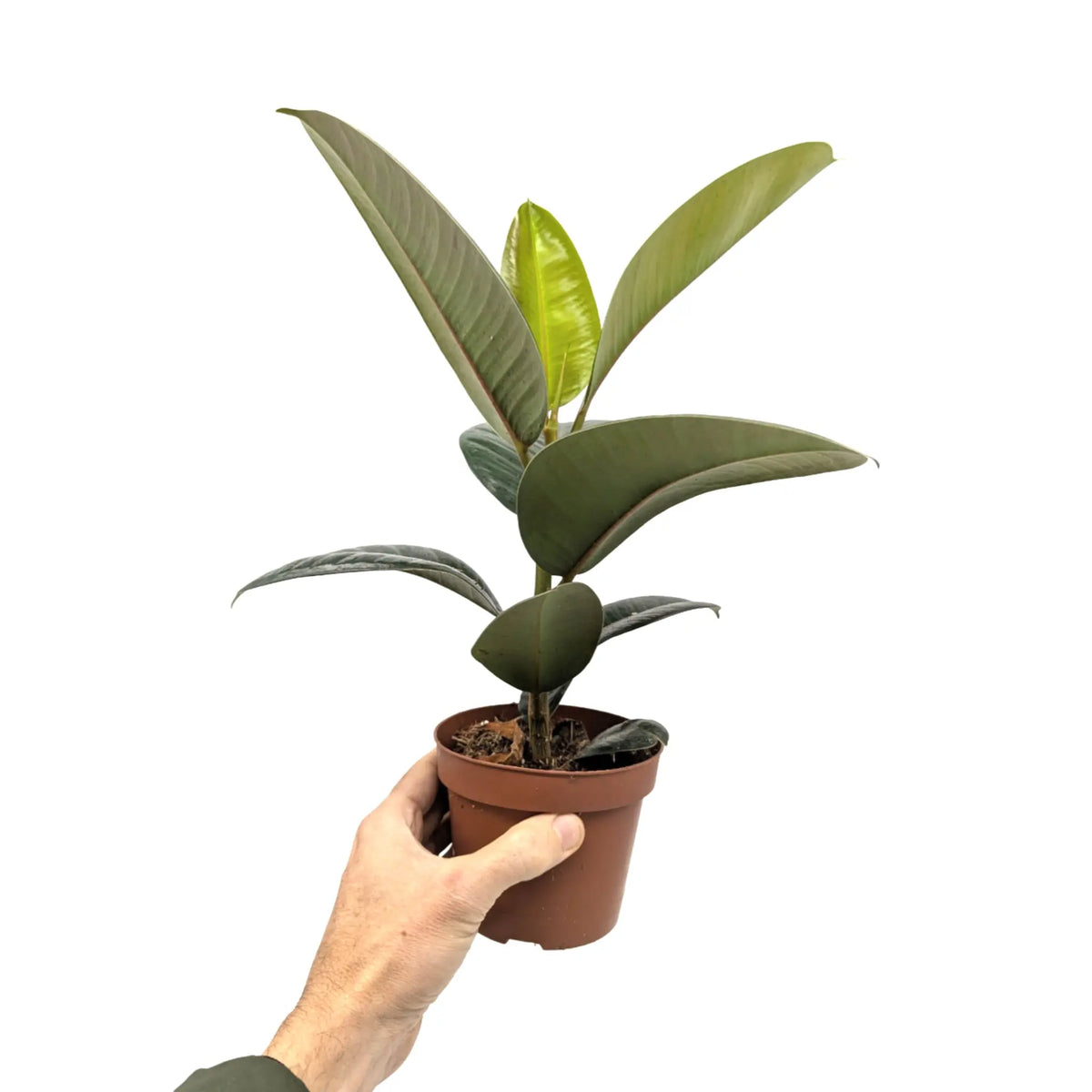 Ficus robusta - Rubber Plant Leaf Culture