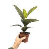 Ficus robusta - Rubber Plant Leaf Culture