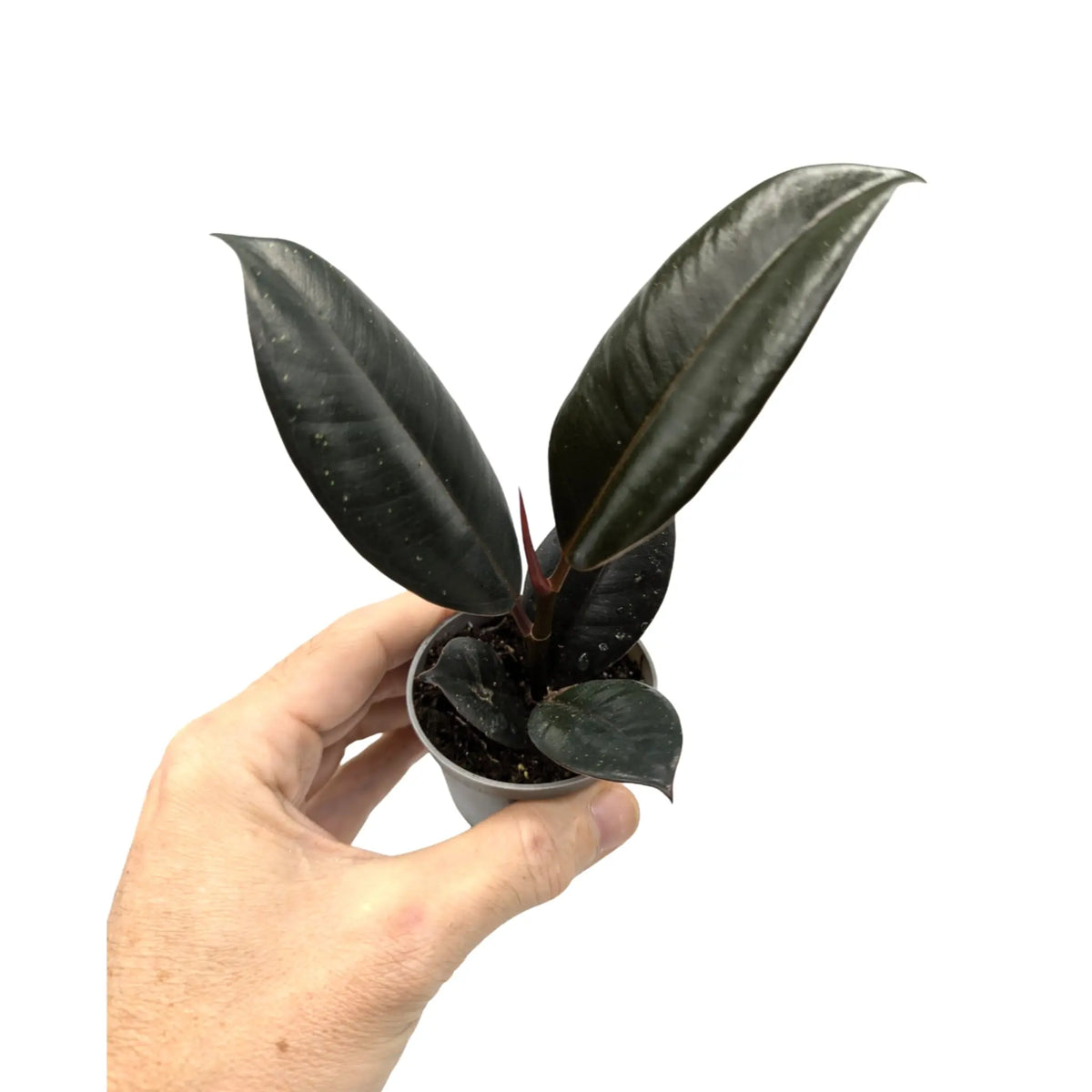 Ficus robusta - Rubber Plant