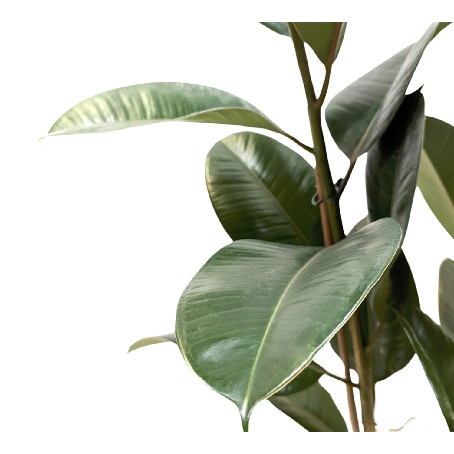 Ficus robusta - Rubber Plant Oz