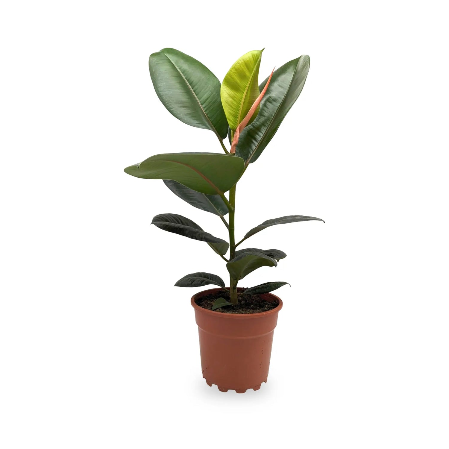 Ficus robusta - Rubber Plant Oz