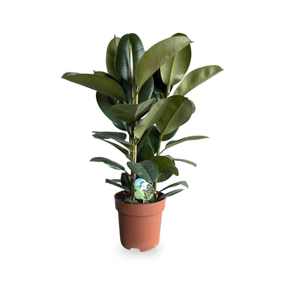 Ficus robusta - Rubber Plant Oz