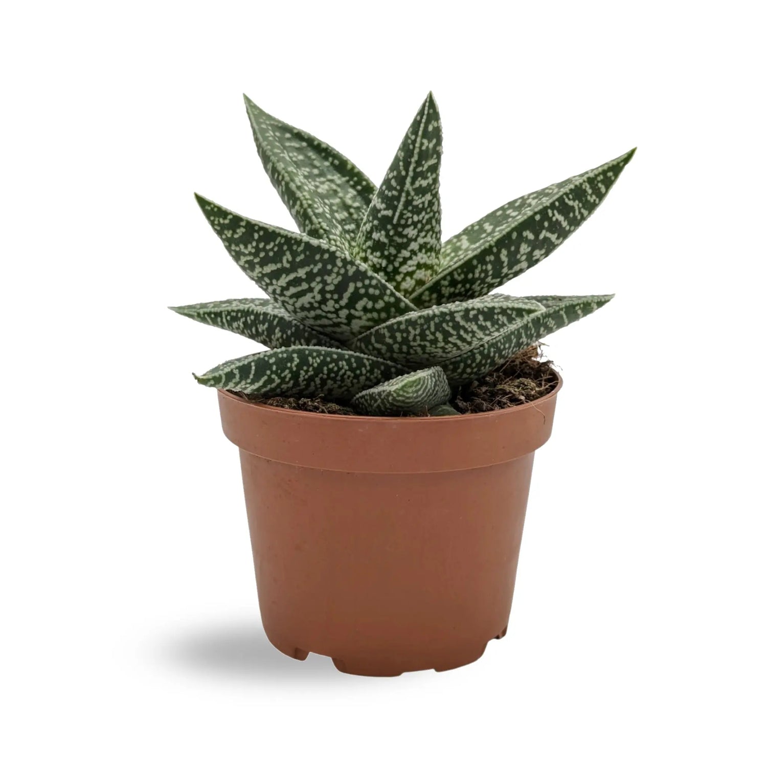 Gasteraloe Oz