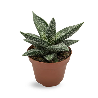 Gasteraloe Oz