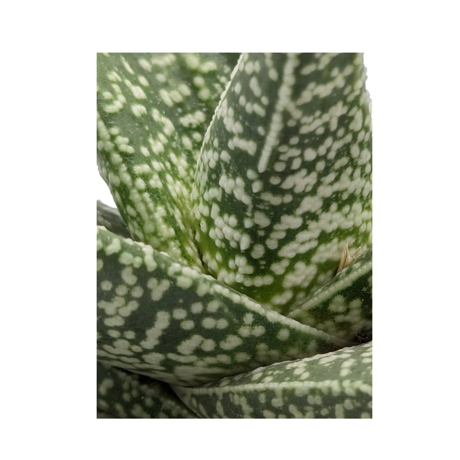 Gasteraloe Oz