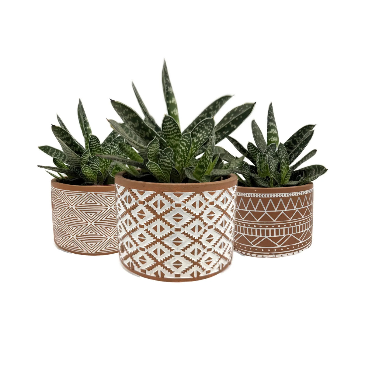 Gasteria Amour | Ox-Tongue Succulent - Easy Care Houseplant