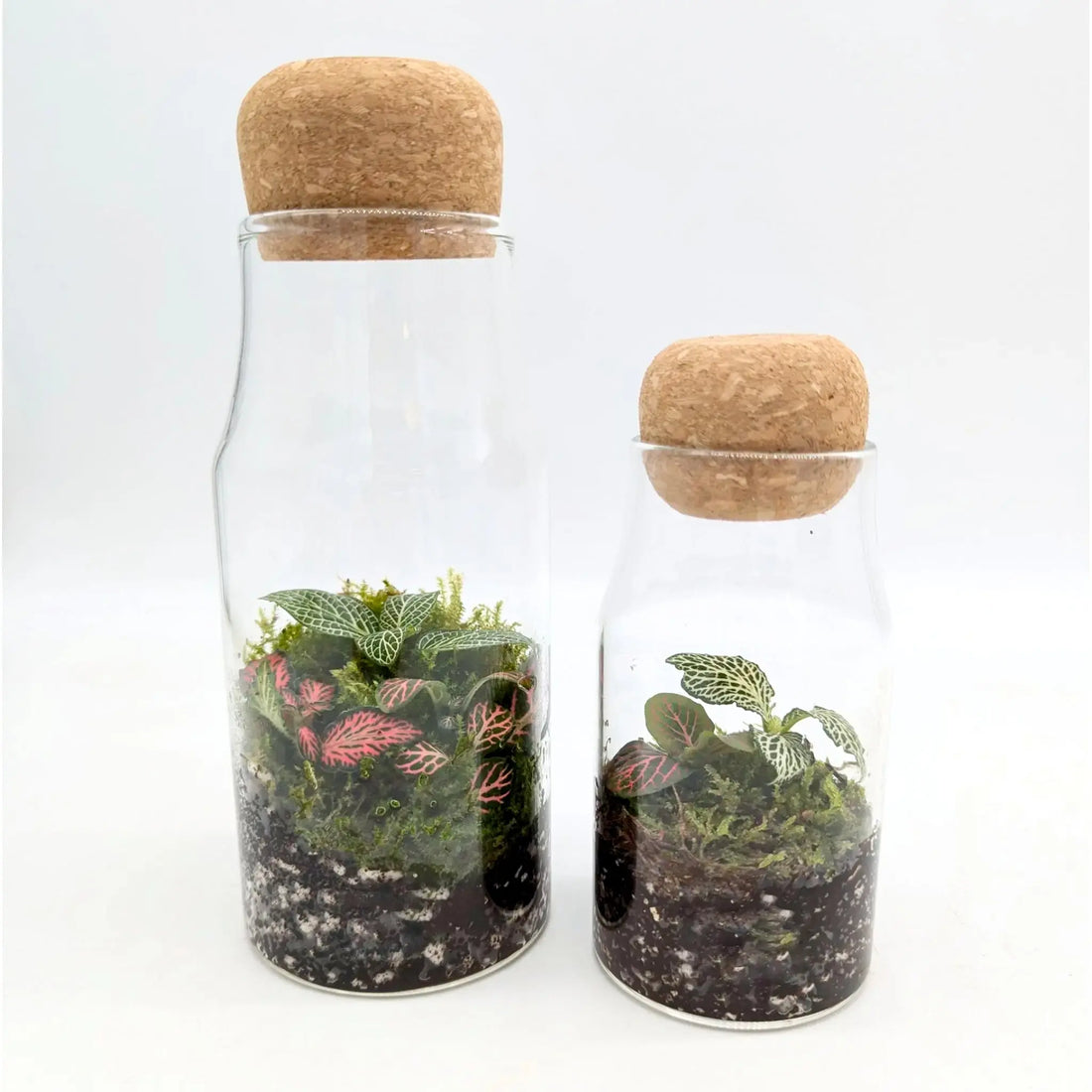 Glass Bottle Terrarium (Copy) Leaf Culture