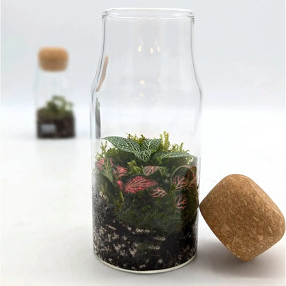 Glass Bottle Terrarium (Copy) Leaf Culture