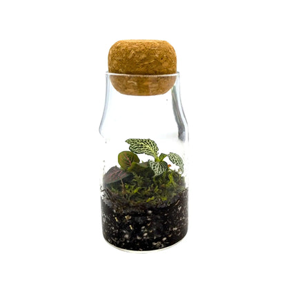 Glass Bottle Terrarium (Copy) Leaf Culture