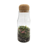 Glass Bottle Terrarium (Copy) Leaf Culture