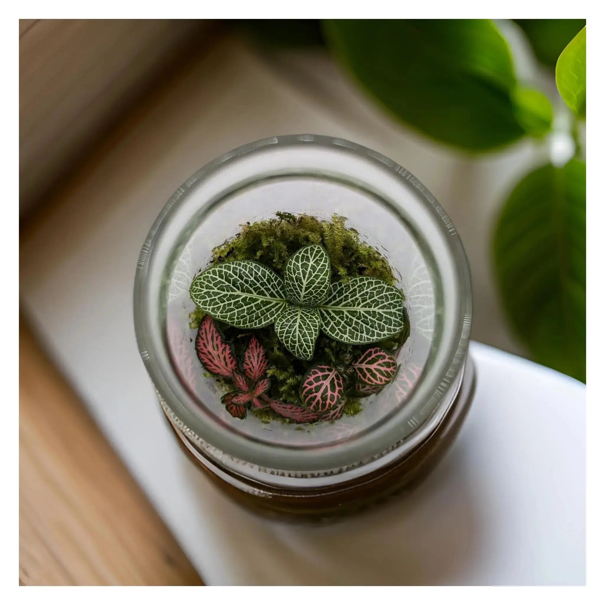 Glass Bottle Terrarium (Copy) Leaf Culture