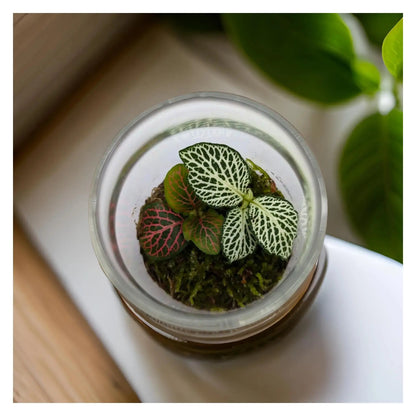 Glass Bottle Terrarium (Copy) Leaf Culture