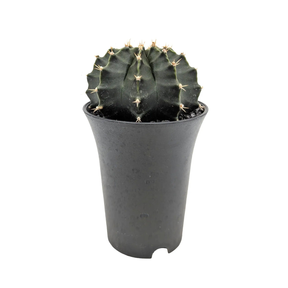 Gymnocalycium Cactus Green | Chin Cactus_1_main