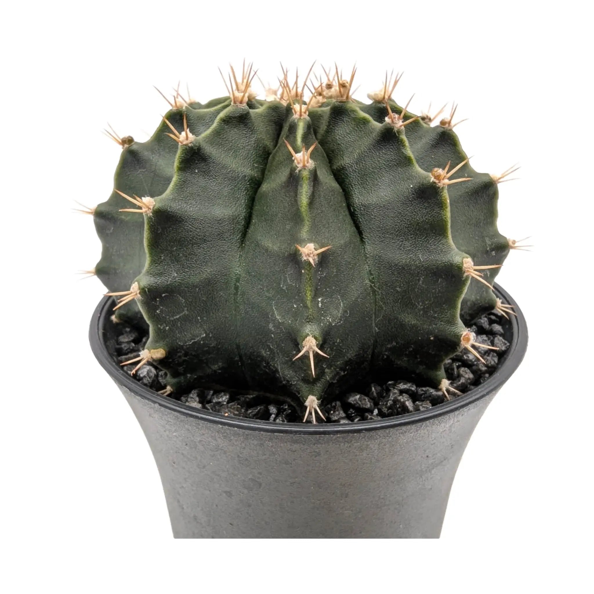 Gymnocalycium Cactus Green | Chin Cactus Leaf Culture