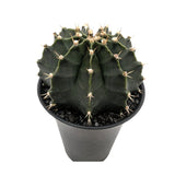 Gymnocalycium Cactus Green | Chin Cactus Leaf Culture