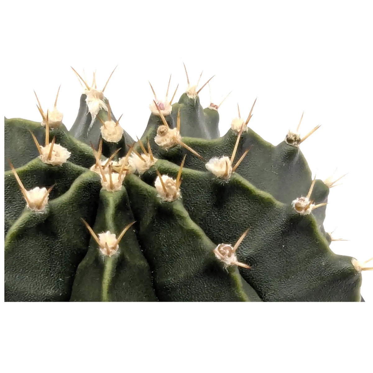 Gymnocalycium Cactus Green | Chin Cactus Leaf Culture