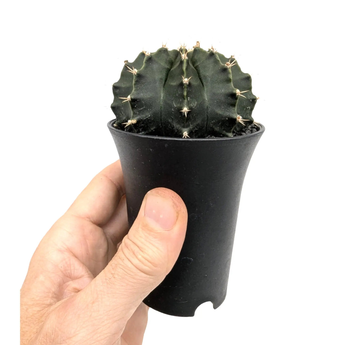 Gymnocalycium Cactus Green | Chin Cactus Leaf Culture