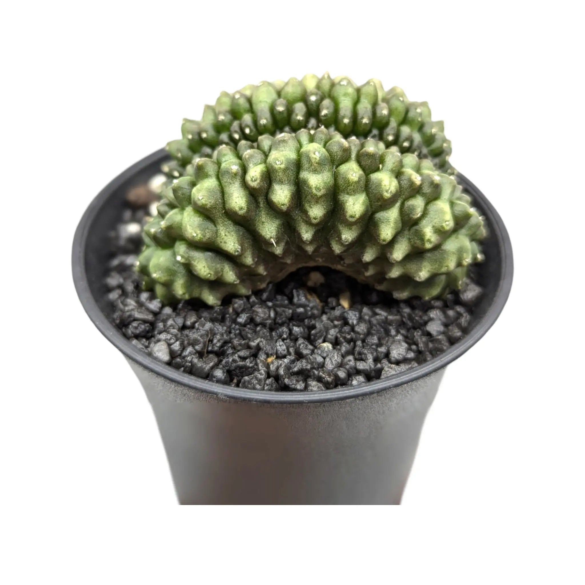 Gymnocalycium Cactus Leaf Culture