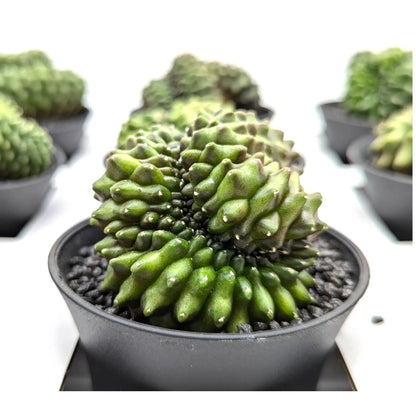 Gymnocalycium Cactus Leaf Culture