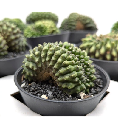 Gymnocalycium Cactus Leaf Culture