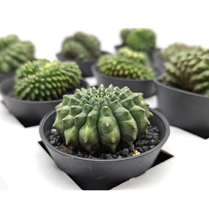 Gymnocalycium Cactus Leaf Culture