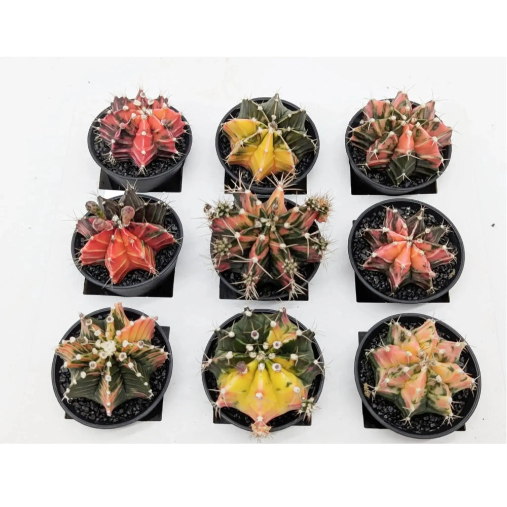 Gymnocalycium Variegated Cactus_2_thumb