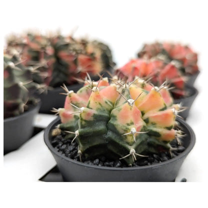 Gymnocalycium Variegated Cactus Leaf Culture