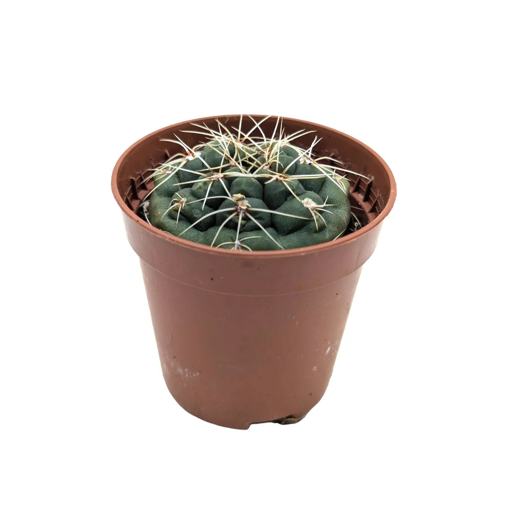 Gymnocalycium quehlianum | Pink Bloom Cactus_1_main