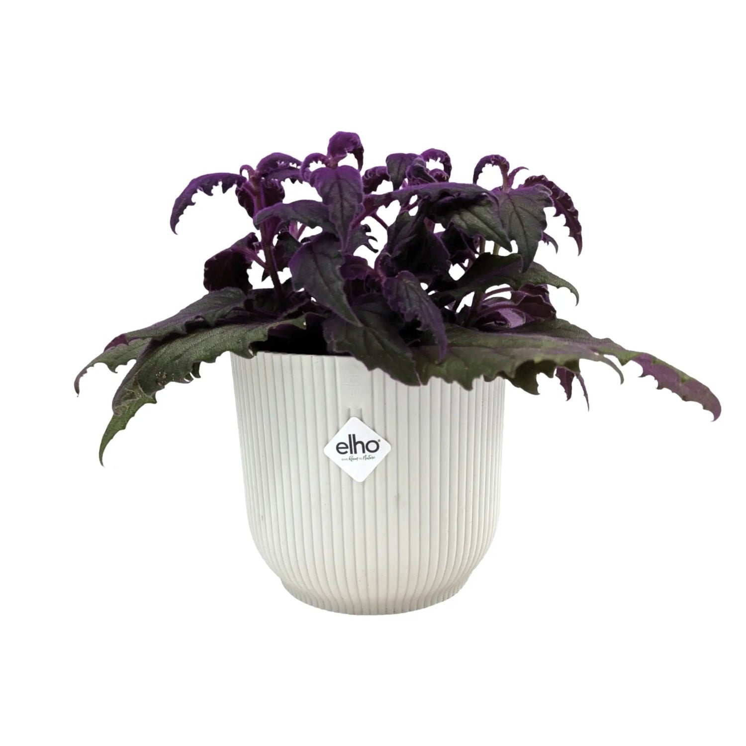 Gynura Purple Passion Houseplant | Velvet Plant Leaf Culture