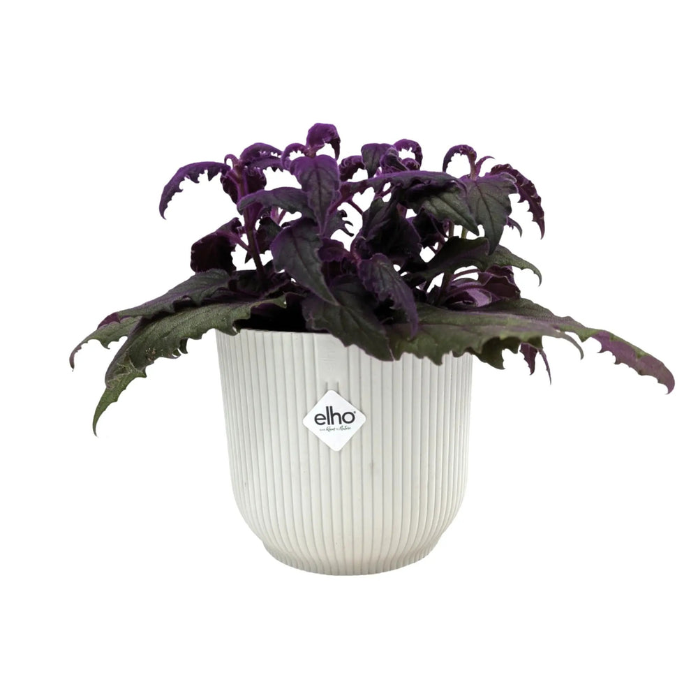 Gynura Purple Passion Houseplant | Velvet Plant_1_main