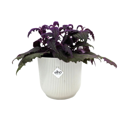 Gynura Purple Passion Houseplant | Velvet Plant Leaf Culture