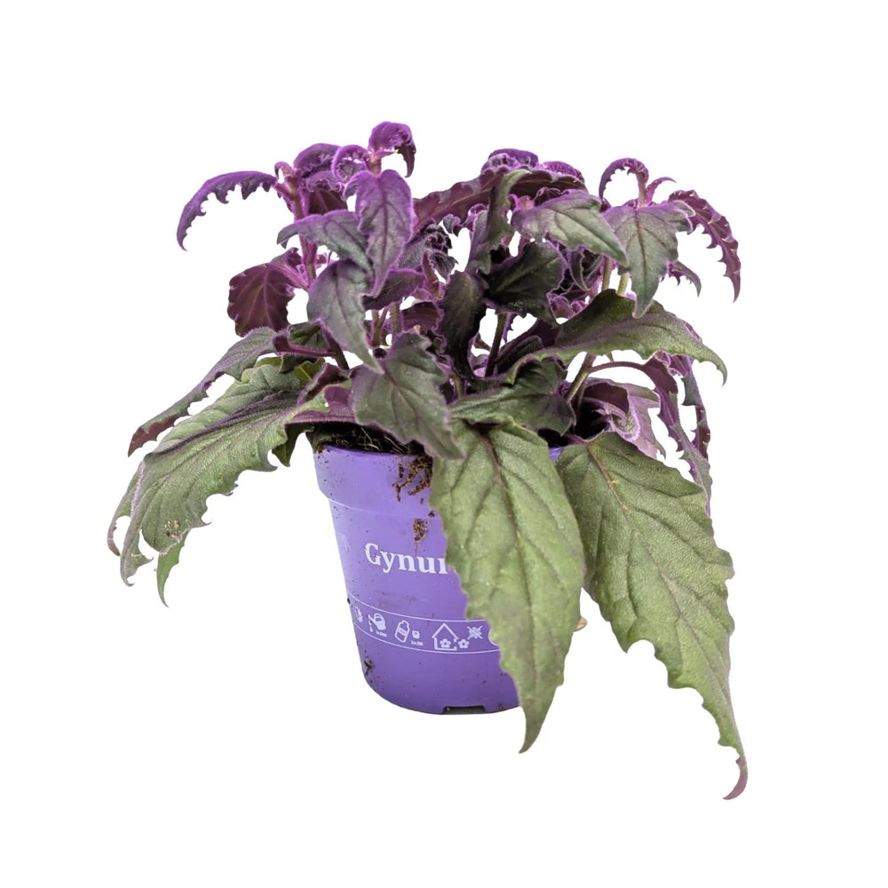 Gynura Purple Passion Houseplant | Velvet Plant_2_main