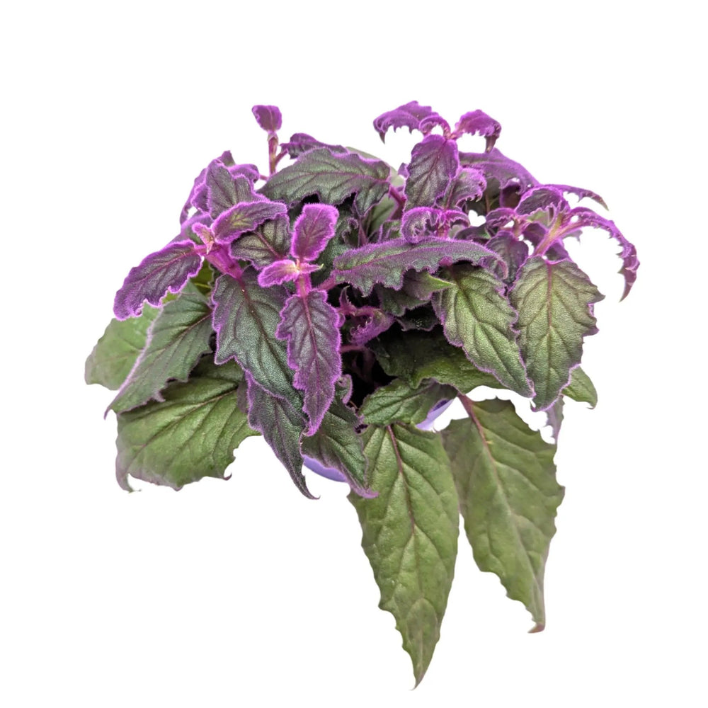 Gynura Purple Passion Houseplant | Velvet Plant_3_main