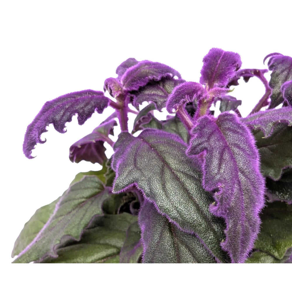 Gynura Purple Passion Houseplant | Velvet Plant_4_main