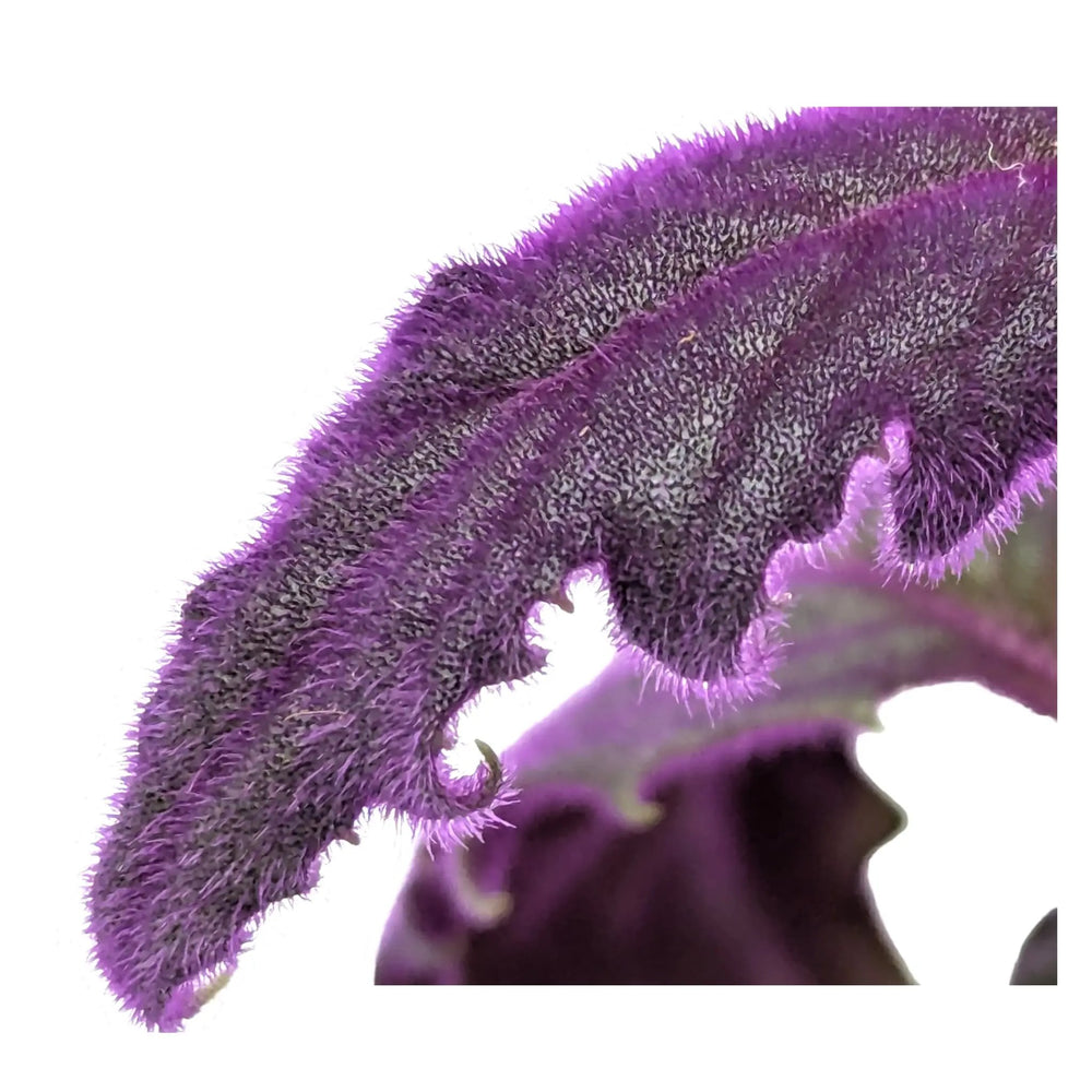 Gynura Purple Passion Houseplant | Velvet Plant_5_main