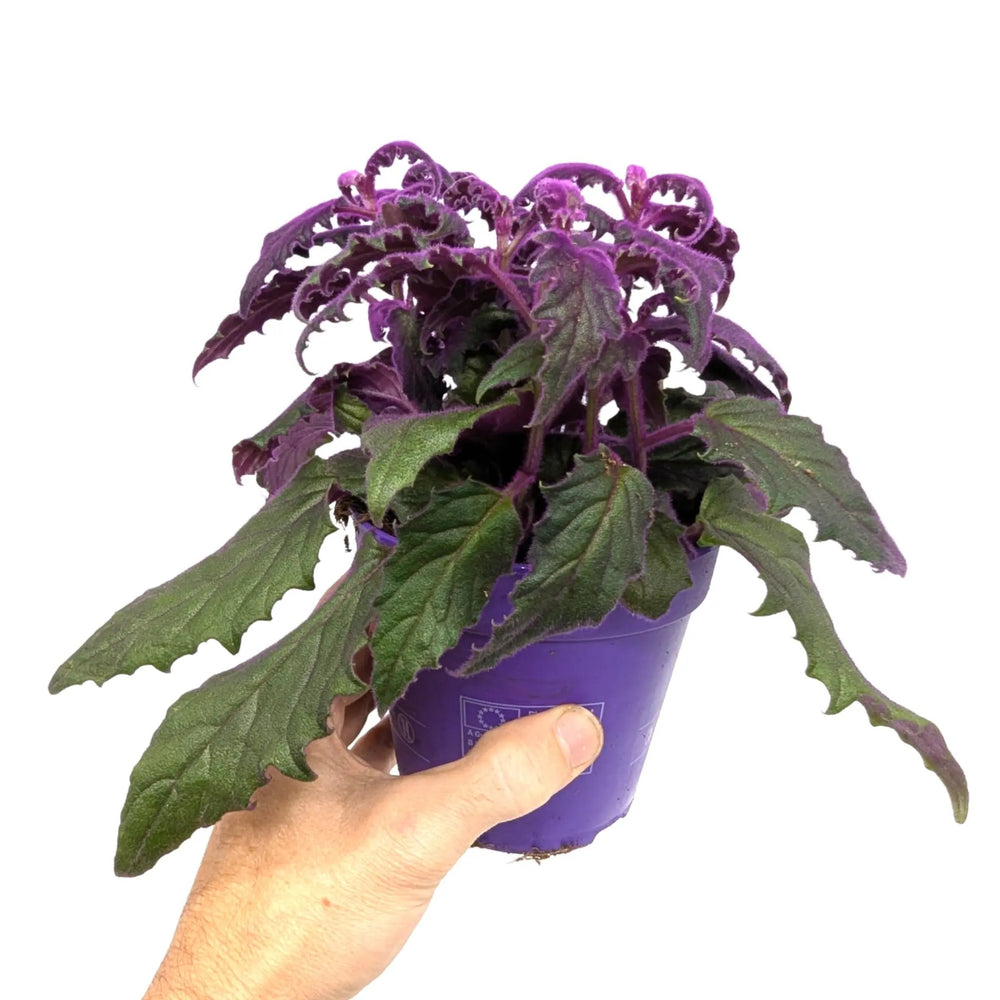 Gynura Purple Passion Houseplant | Velvet Plant_6_main