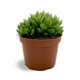 Haworthia Cooperi - Cooper's Haworthia Oz