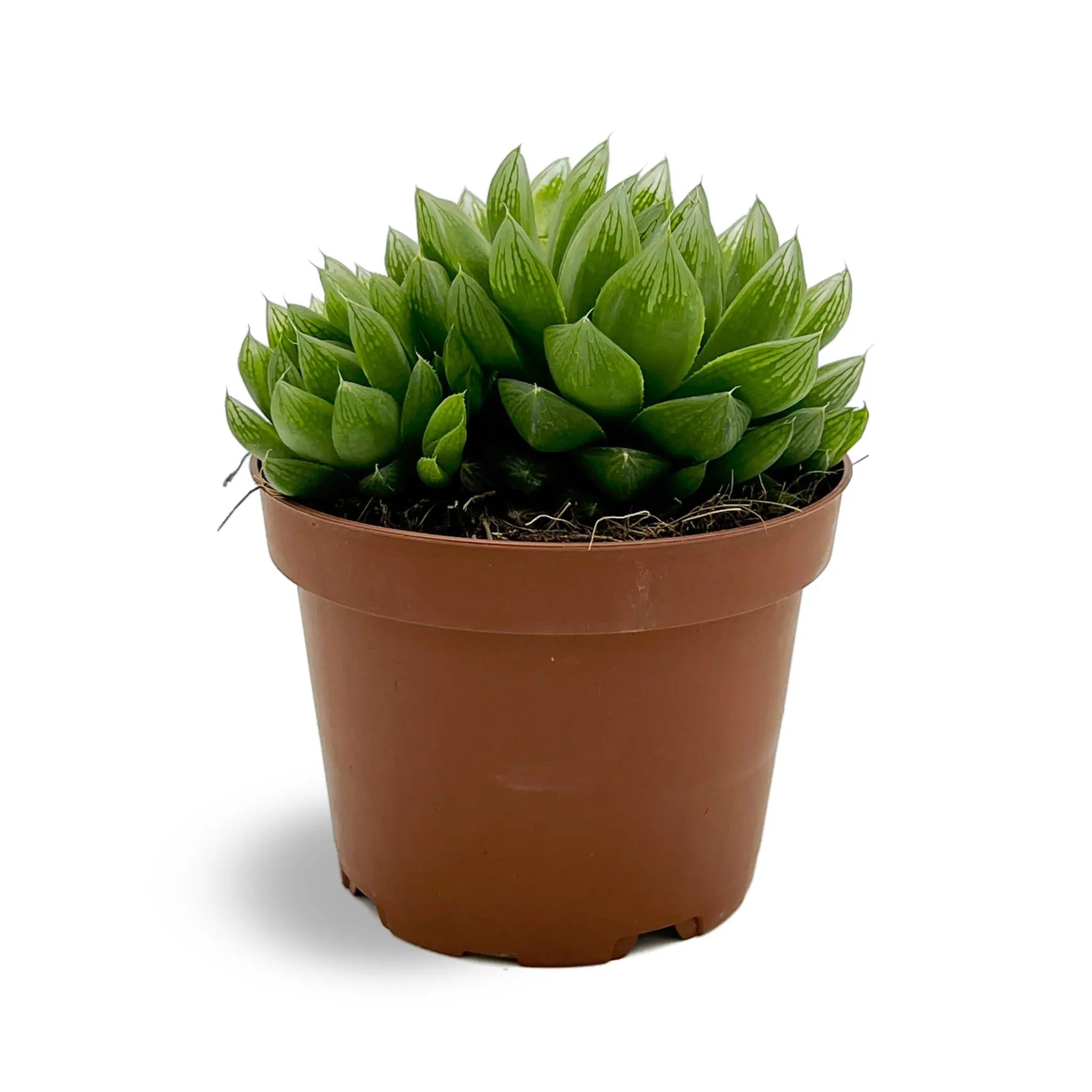 Haworthia Cooperi - Cooper's Haworthia Oz
