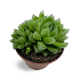 Haworthia Cooperi - Cooper's Haworthia Oz