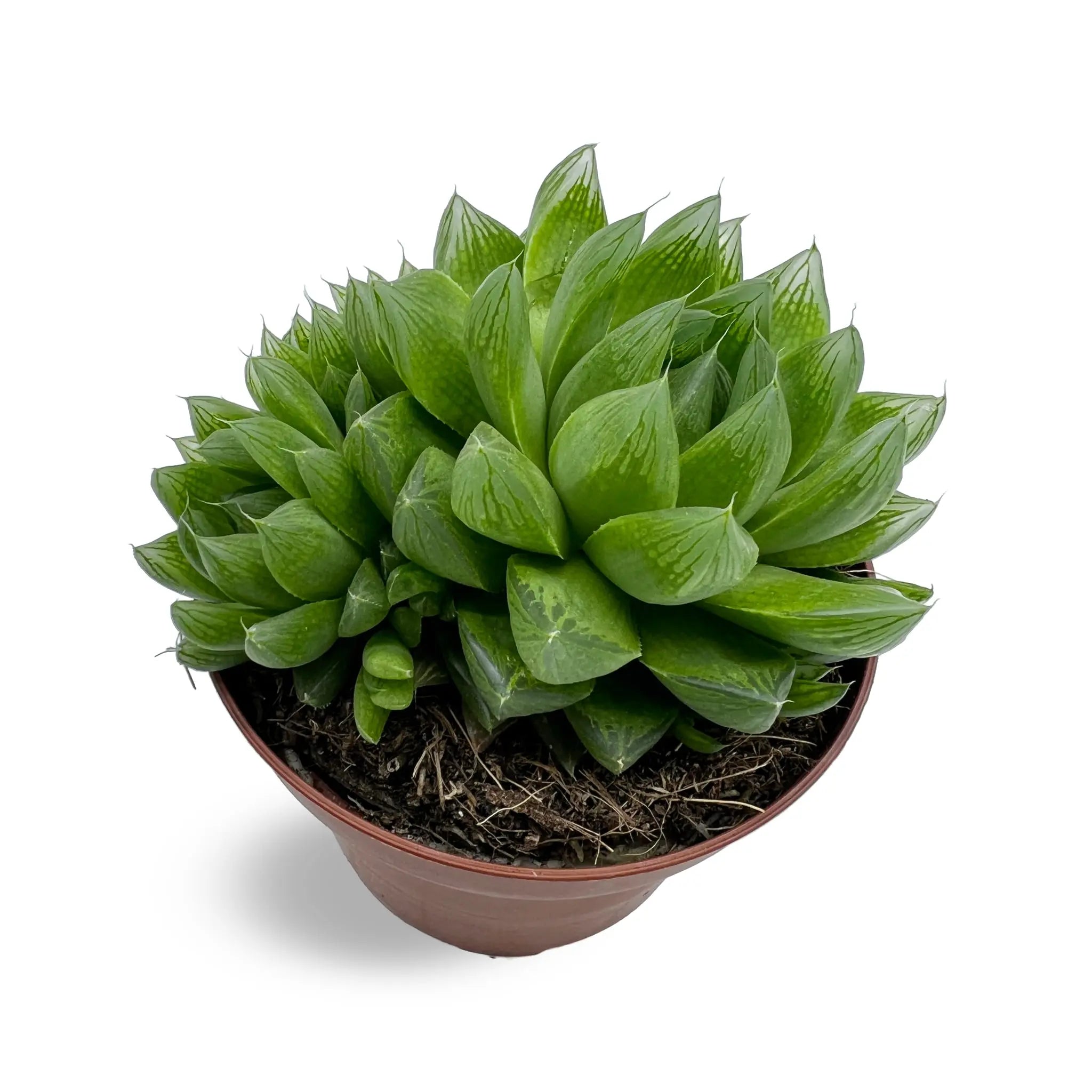 Haworthia Cooperi - Cooper's Haworthia Oz