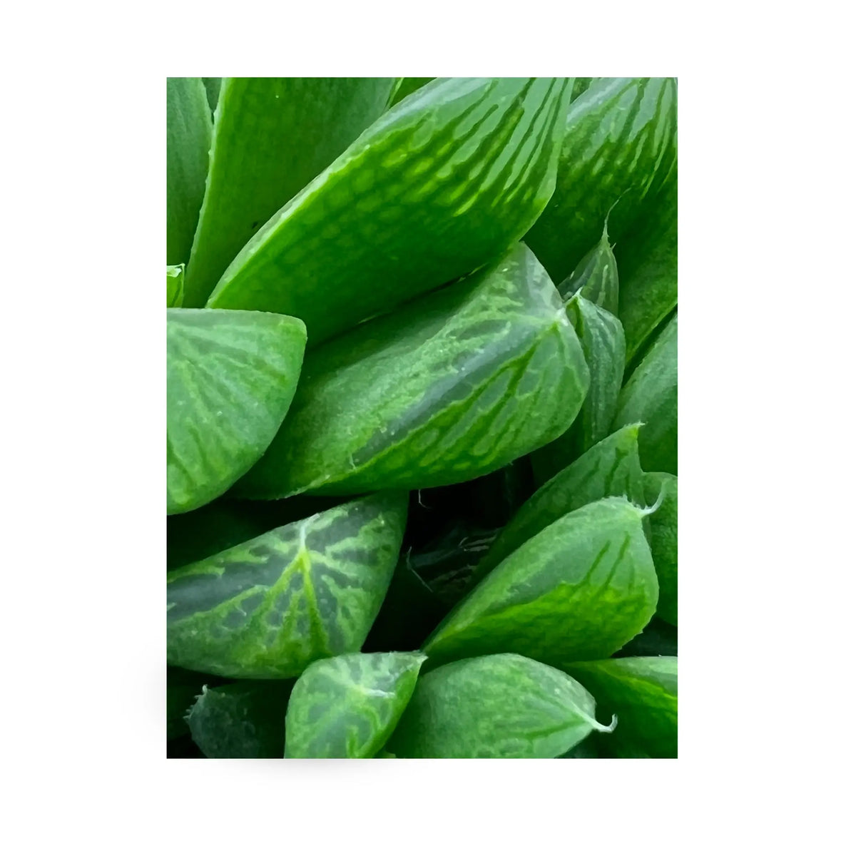 Haworthia Cooperi - Cooper's Haworthia Oz