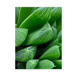 Haworthia Cooperi - Cooper's Haworthia Oz
