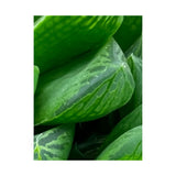 Haworthia Cooperi - Cooper's Haworthia Oz