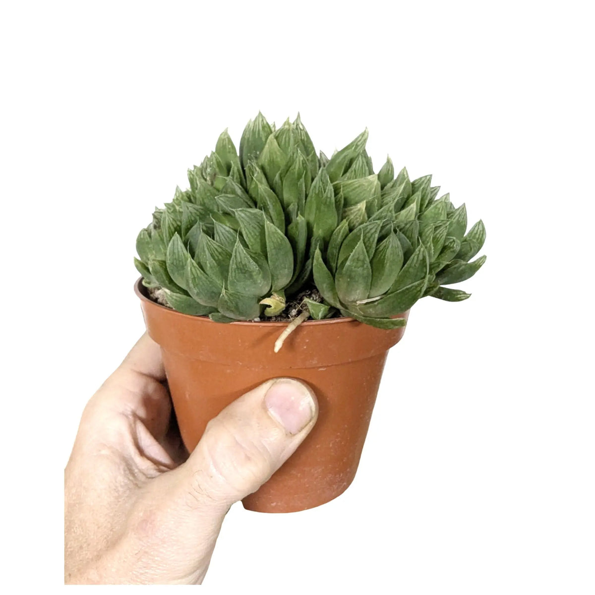 Haworthia cooperi - Translucent Succulent