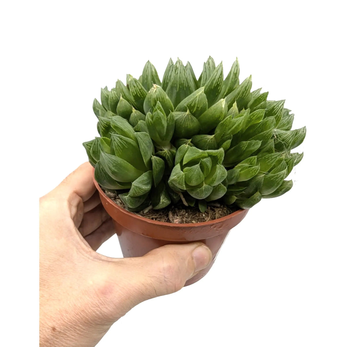 Haworthia cooperi - Translucent Succulent
