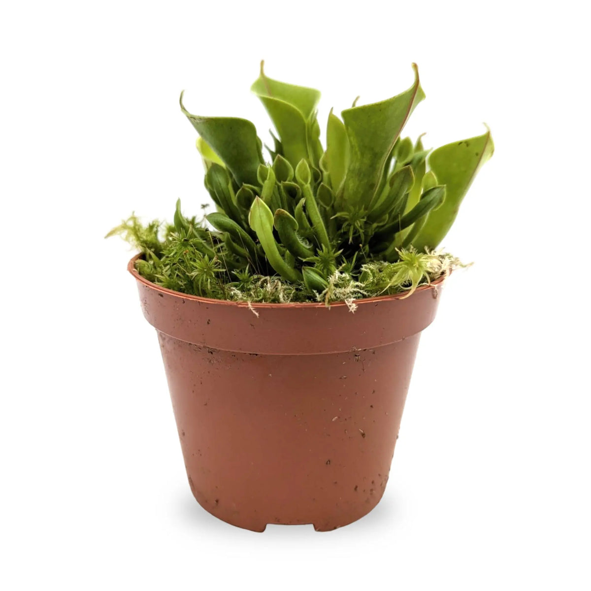 Heliamphora | Sun Pitcher Plant Leaf Culture