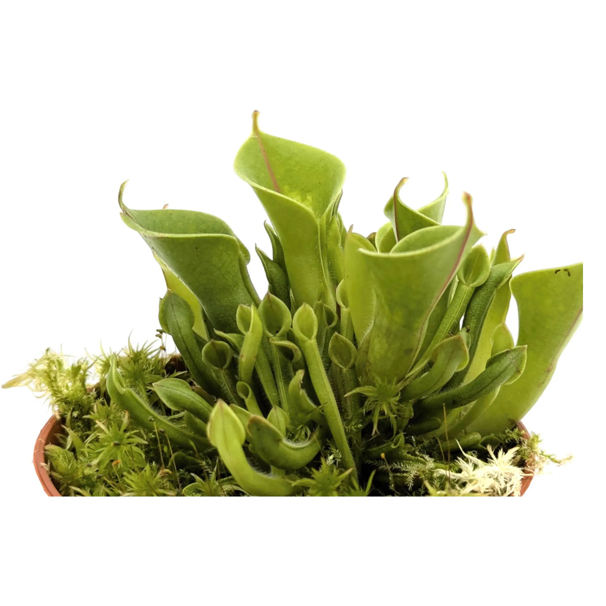 Heliamphora | Sun Pitcher Plant Leaf Culture