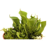 Heliamphora | Sun Pitcher Plant Leaf Culture
