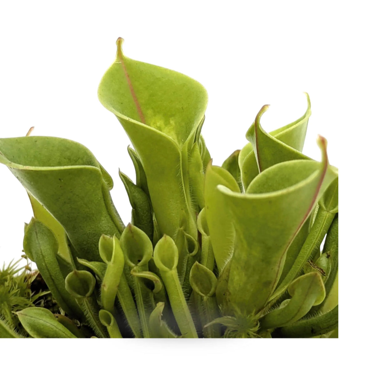 Heliamphora | Sun Pitcher Plant Leaf Culture